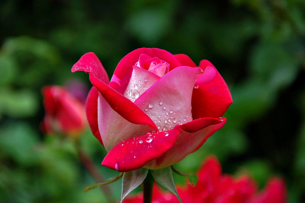 stop and smell the roses